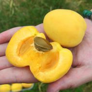 Саженец абрикос Ананасный в контейнере